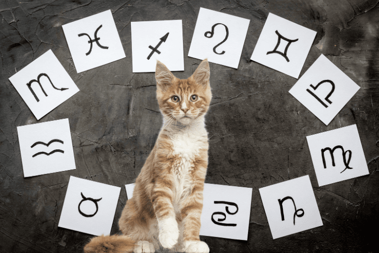 Burçlara Göre Kedilerin Karakterleri