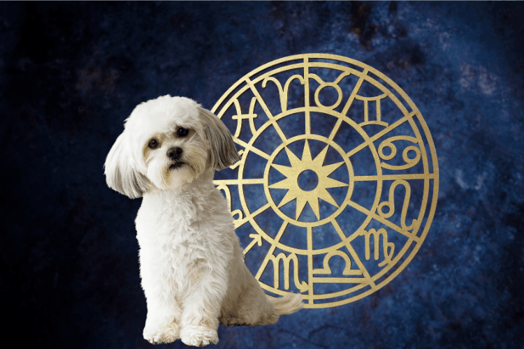 Burçlara Göre Köpeklerin Davranışları 